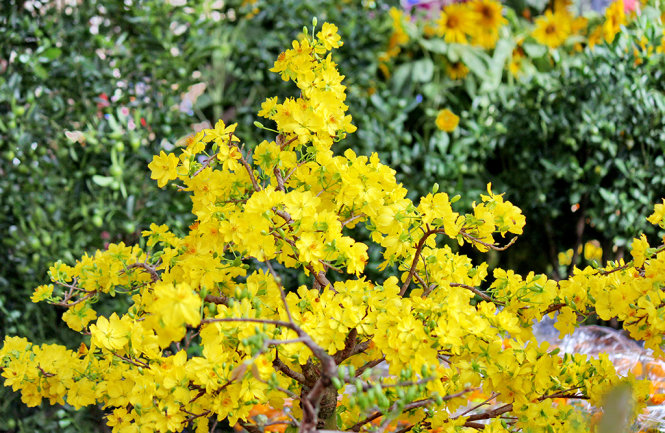 “Rầu[-]thúi[-]ruột”[-]vì[-]mai[-]nở[-]sớm